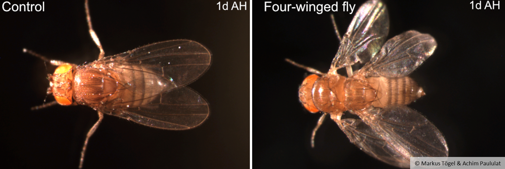 Eine Fruchtfliege mit zwei Flügeln und eine Fruchtfliege mit vier Flügeln