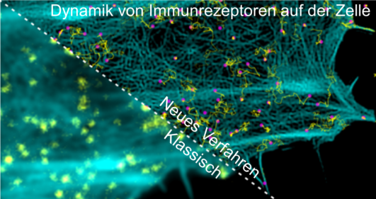 Zwei mikroskopische Bilder einer Zelle von einer diagonalen Linie geteilt. Im unscharfen Bereich unterhalb der Linie steht "klassisch", im scharfen Bereich oberhalb "neues Verfahren". Oben auf dem Bild steht "Dynamik von Immunrezeptoren auf der Zelle". Zwei mikroskopische Bilder einer Zelle von einer diagonalen Linie geteilt. Im unscharfen Bereich unterhalb der Linie steht "klassisch", im scharfen Bereich oberhalb "neues Verfahren". Oben auf dem Bild steht "Dynamik von Immunrezeptoren auf der Zelle".