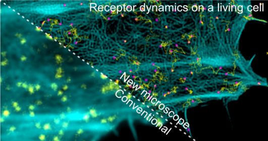 Two microscopic images of a cell divided by a diagonal line. The blurred area below the line is labelled ‘conventional’, the clear area above is labelled ‘new microscope’. At the top of the image it says ‘Receptor dynamics on a living cell’. Two microscopic images of a cell divided by a diagonal line. The blurred area below the line is labelled ‘conventional’, the clear area above is labelled ‘new microscope’. At the top of the image it says ‘Receptor dynamics on a living cell’.