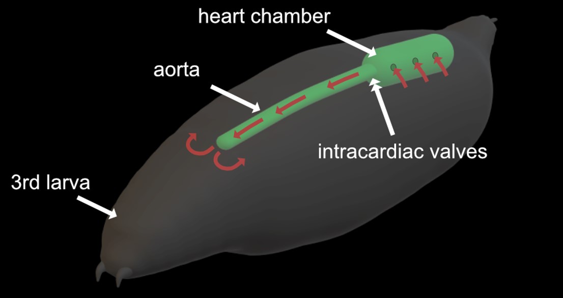 Eine schematische Abbildung einer Fruchtfliegen-Larve, die mit „3rd larva“ beschriftet ist; auf das grün dargestellt Herz zeigen Pfeile mit den Begriffen „heart chamber“, „aorta“ und „intercardiac valves“. Eine schematische Abbildung einer Fruchtfliegen-Larve, die mit „3rd larva“ beschriftet ist; auf das grün dargestellt Herz zeigen Pfeile mit den Begriffen „heart chamber“, „aorta“ und „intercardiac valves“.