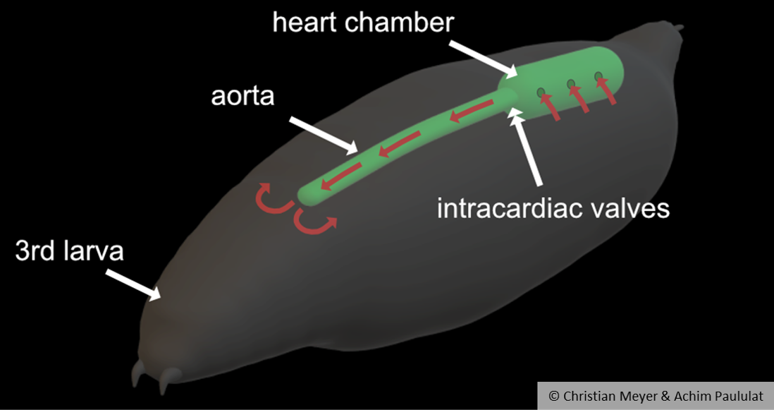 A schematic illustration of a fruit fly larva labeled “3rd larva”; arrows with the terms “heart chamber”, “aorta” and “intercardiac valves” point to the elongated green heart.