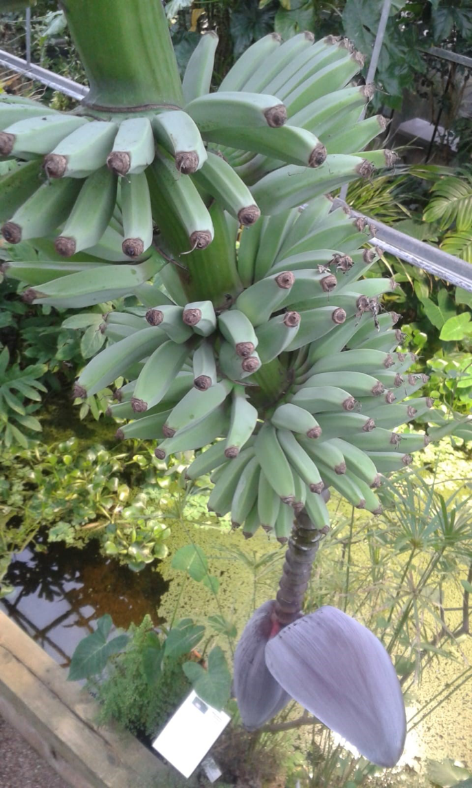 Banana plant