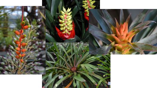 Bromeliad