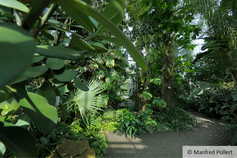 View into the Rainforest house of the Botanical Garden, © Manfred Pollert
